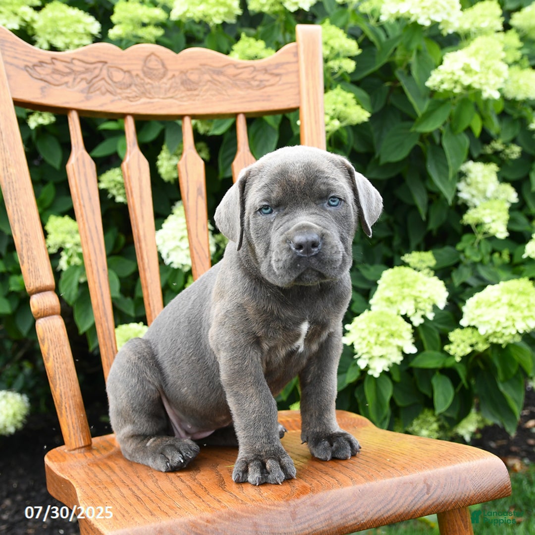Cane Corso dogs for sale: Stella - Image 3