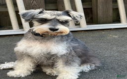 Miniature Schnauzer dogs for sale: Halo - Image 11
