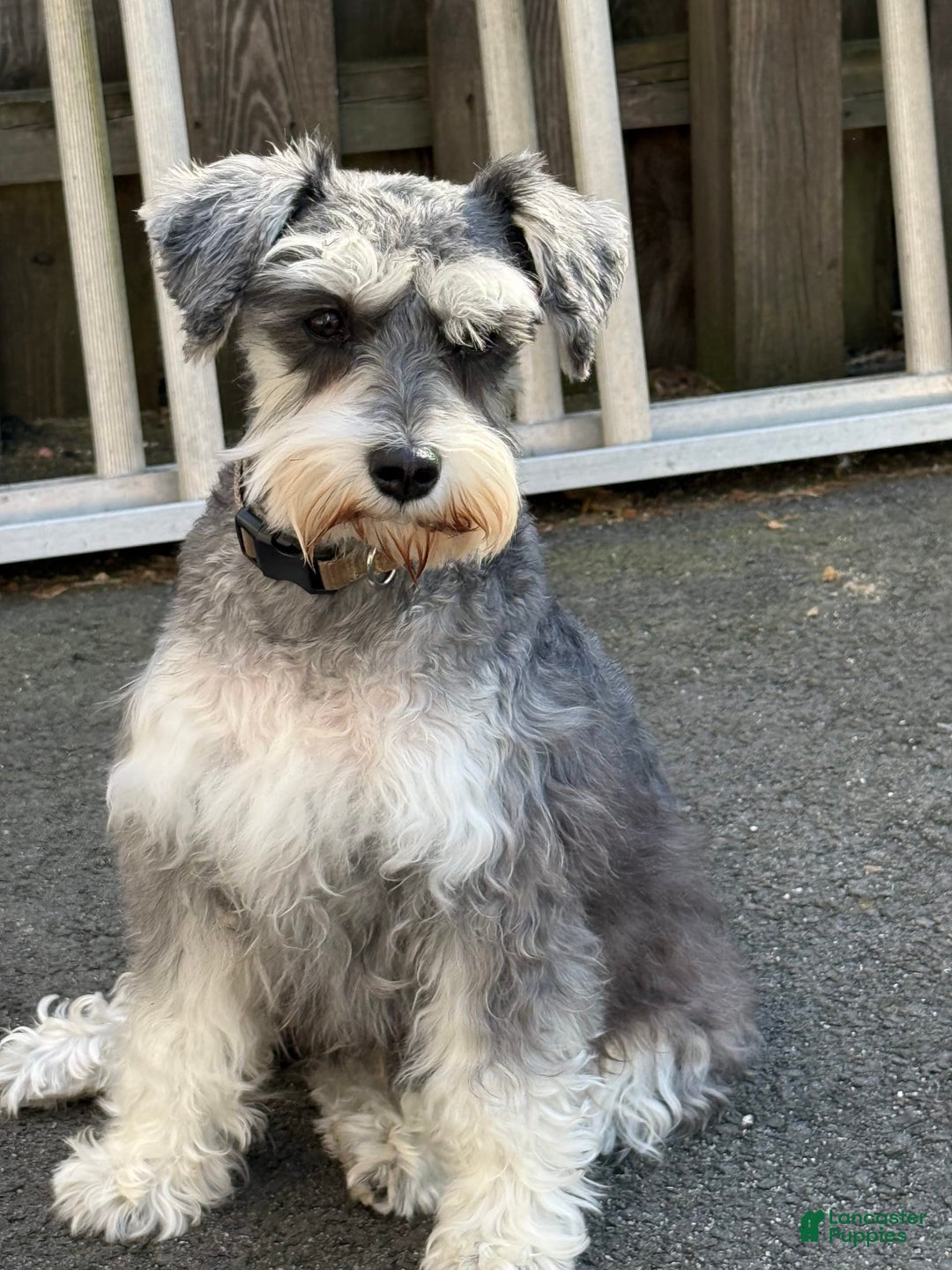 Miniature Schnauzer dogs for sale: Halo - Image 11