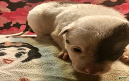 Border Collie dogs for sale: Gumbi - Image 9