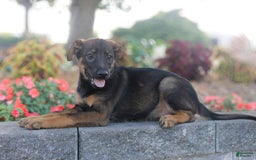 German Shepherd dogs for sale: Jerimiah - Image 1