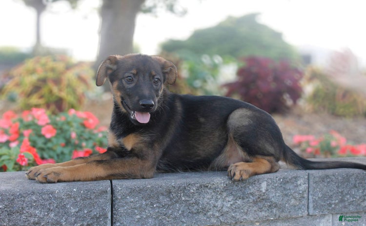 German Shepherd dogs for sale - Ad 1