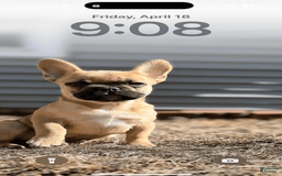 French Bulldog dogs for sale: Masha - Image 4