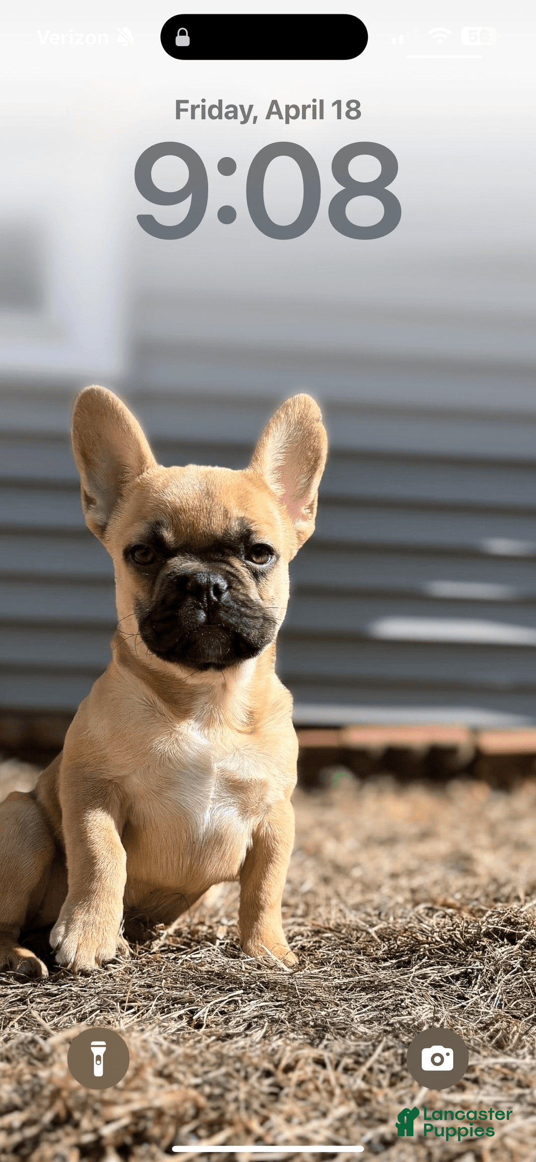 French Bulldog dogs for sale: Masha - Image 4