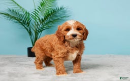 Mini Goldendoodle dogs for sale: Brooklyn - Image 3