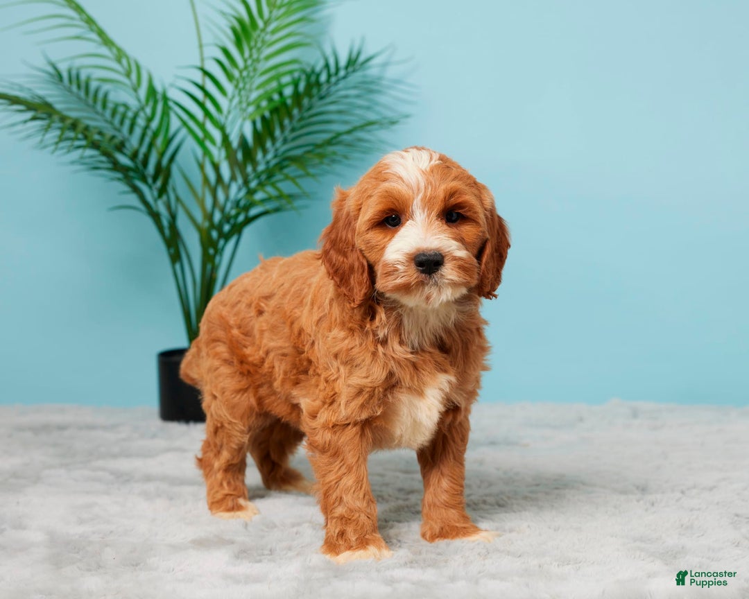 Mini Goldendoodle dogs for sale: Brooklyn - Image 3