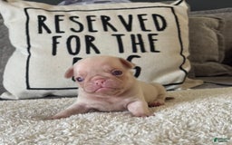 Pug dogs for sale: Pink Chinchilla Male - Image 1