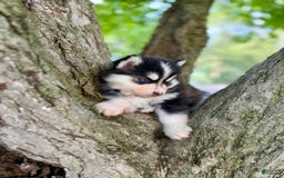 Pomsky dogs for sale: Iris - Image 3