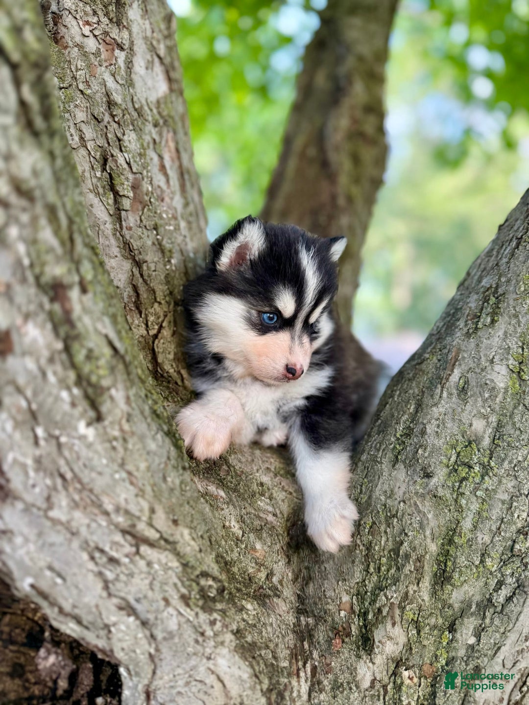 Pomsky dogs for sale: Iris - Image 3