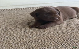 Labrador Retriever dogs for sale: Chloe - Image 3