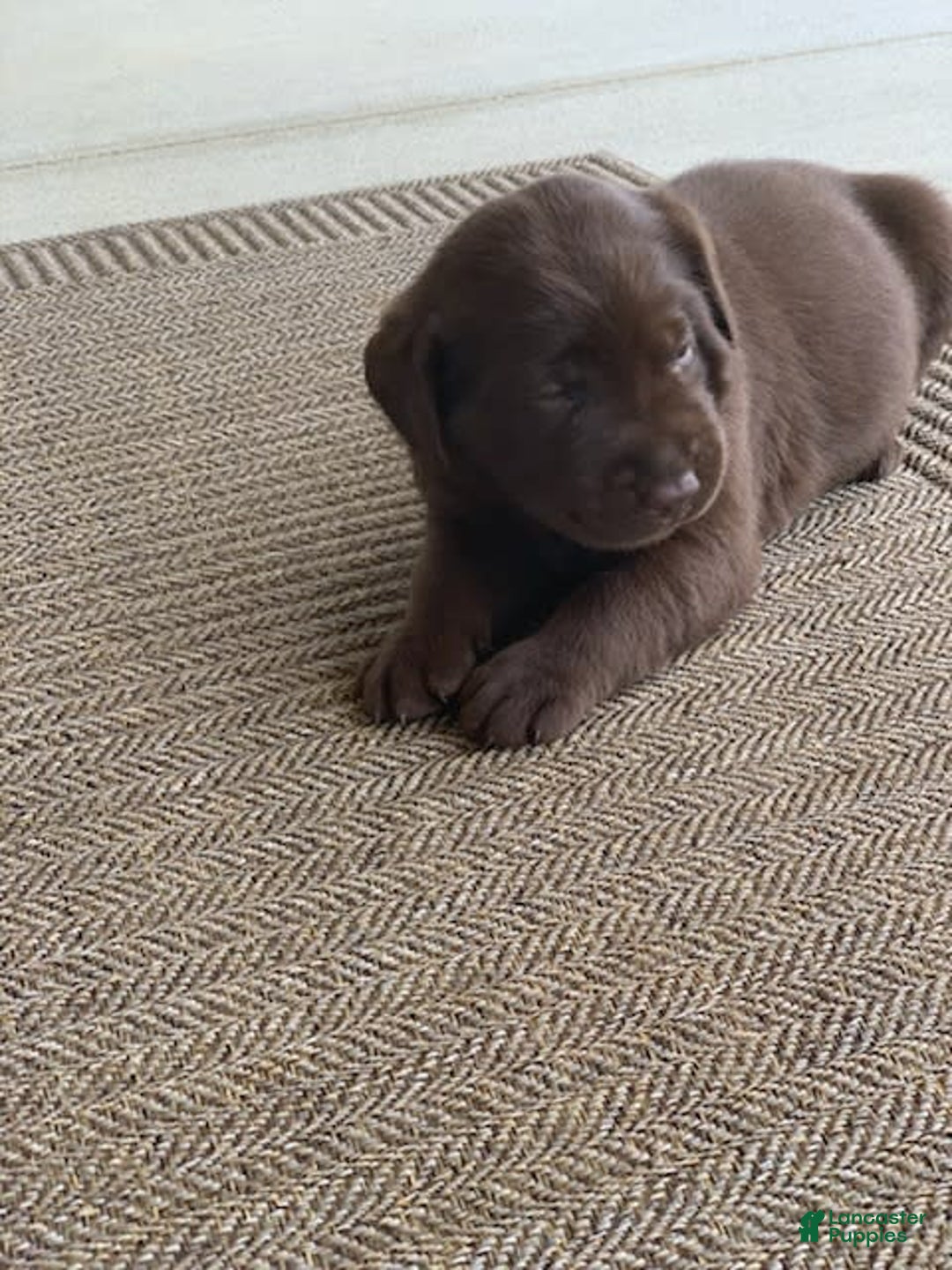Labrador Retriever dogs for sale: Chloe - Image 3