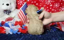 Cavapoo dogs for sale: Phoenix - Image 68