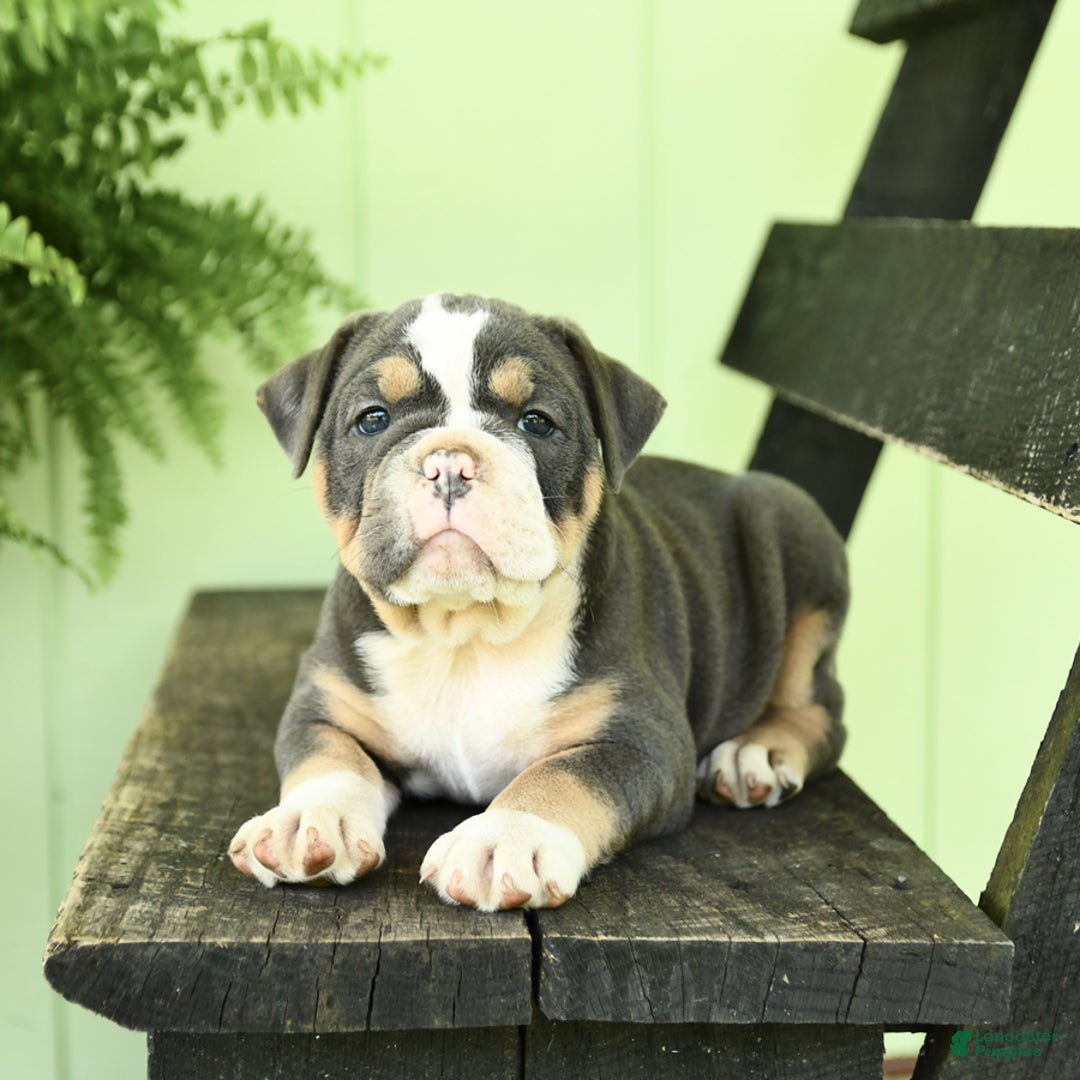 Olde English Bulldogge dogs for sale: Candy - Image 8
