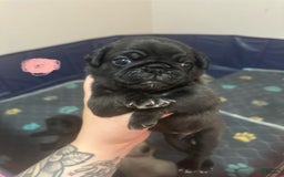 Pug dogs for sale: Salem - Image 6