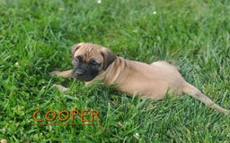 Bullmastiff dogs for sale: Cooper - Image 1