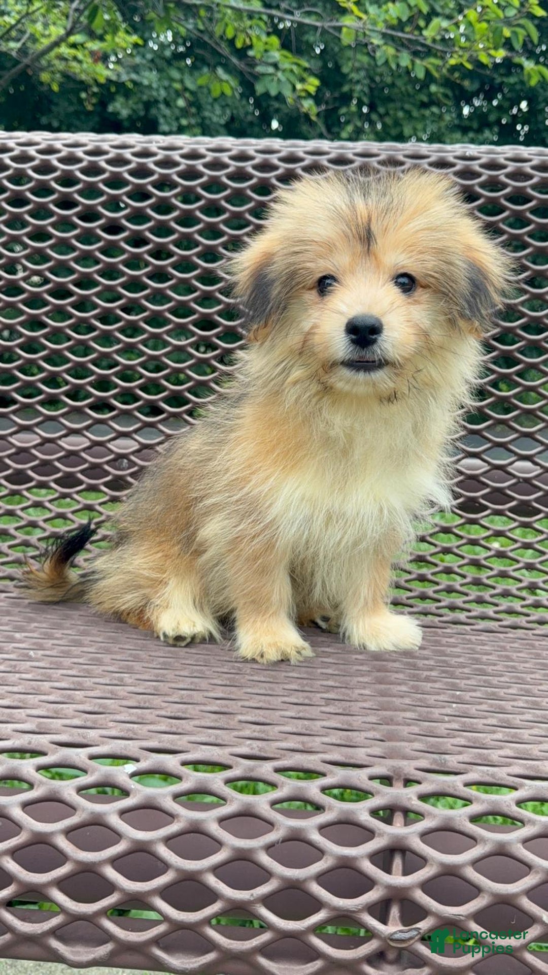 Yorkshire Terrier dogs for sale: Cooper - Image 2