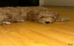 Cavapoo dogs for sale: Davy - Image 2