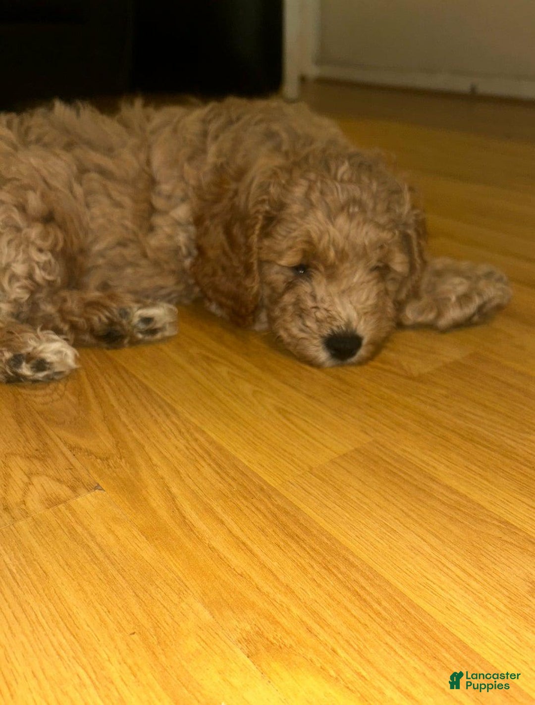 Cavapoo dogs for sale: Davy - Image 2