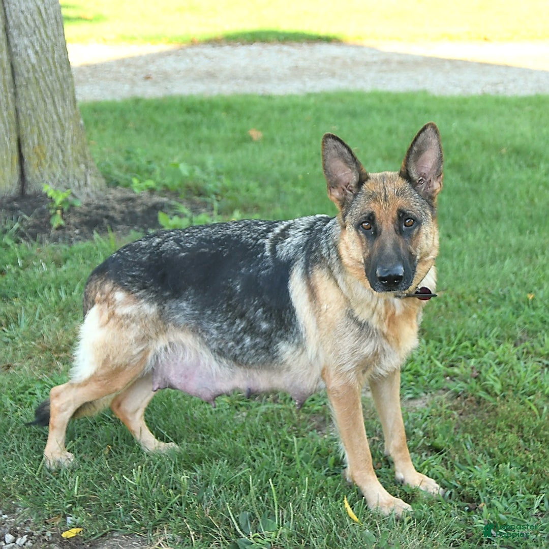 German Shepherd dogs for sale: Jet - Image 11