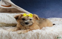 Yochon dogs for sale: Theodore - Image 14