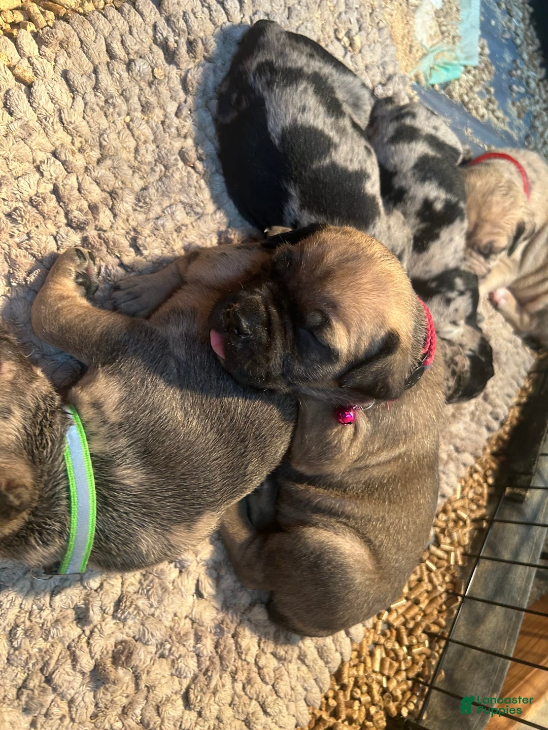 Cane Corso dogs for sale: Mandisa - Image 19