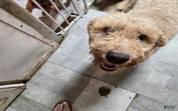 Mini Goldendoodle dogs for sale: tuti - Image 3