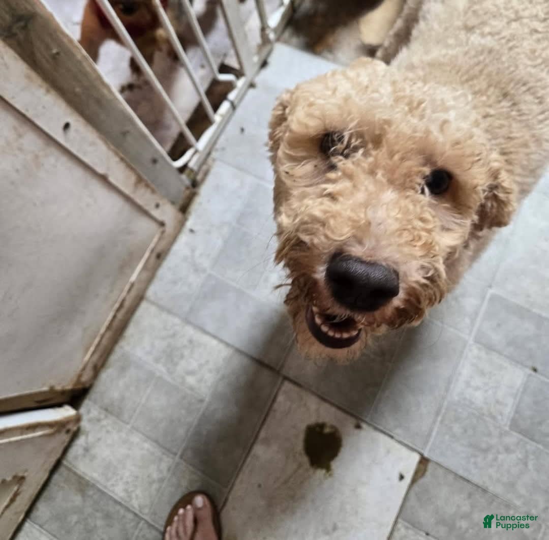 Mini Goldendoodle dogs for sale: tuti - Image 3