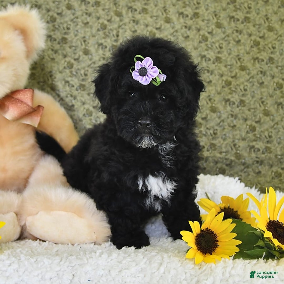 Havapoo dogs for sale: Snickers - Image 2