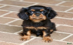 Cavalier King Charles Spaniel dogs for sale: Bentley - Image 9