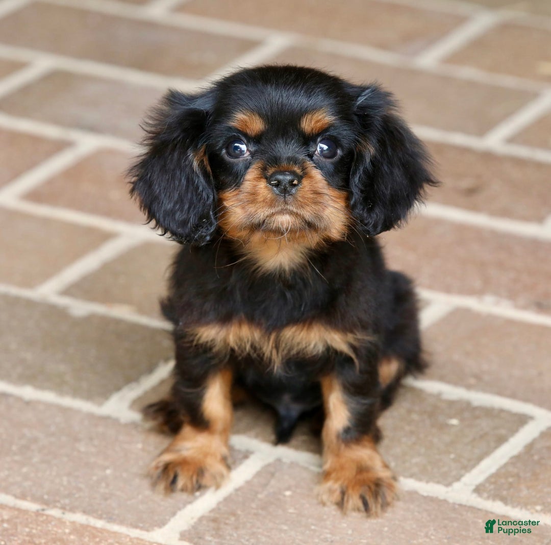 Cavalier King Charles Spaniel dogs for sale: Bentley - Image 9