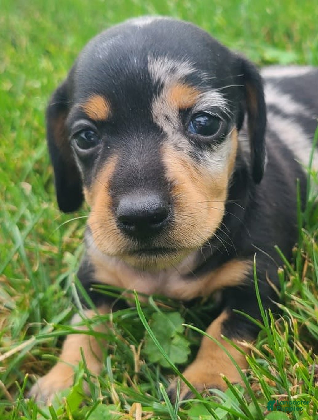 Miniature Dachshund dogs for sale: Debbie - Image 4