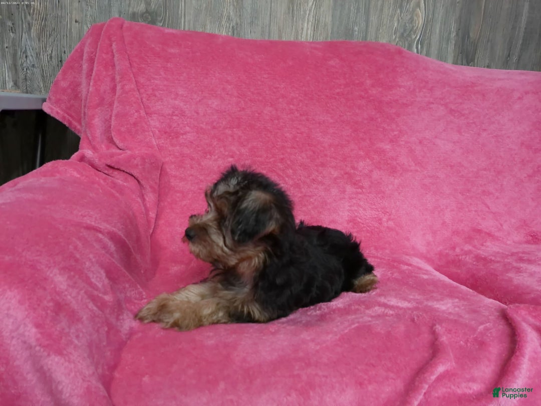 Yorkshire Terrier dogs for sale: Tank - Image 8