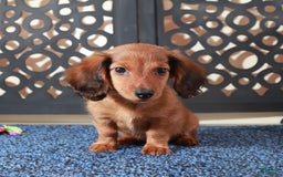 Dachshund dogs for sale: Bugsy - Image 2