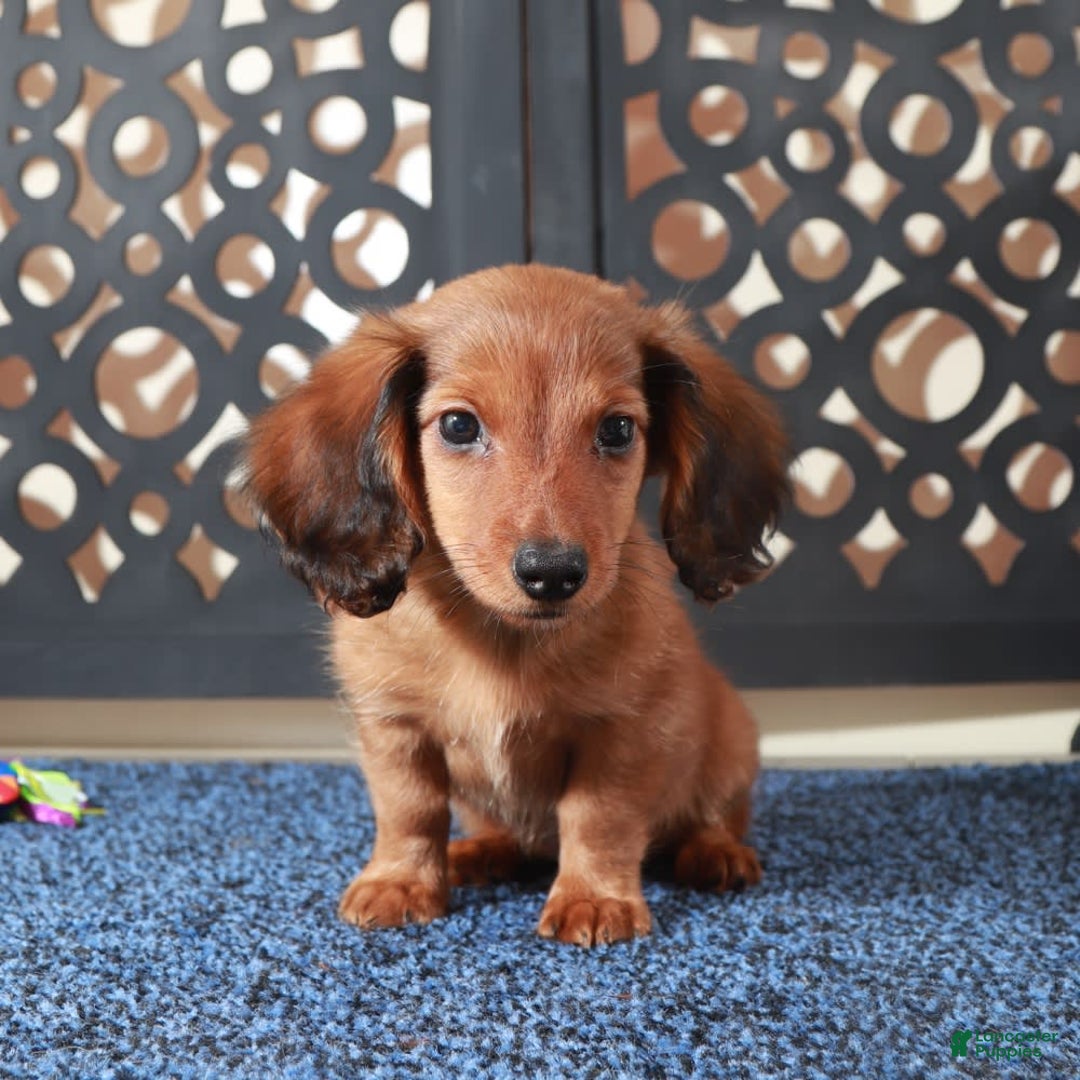 Dachshund dogs for sale: Bugsy - Image 2