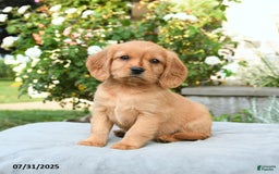 Miniature Golden Retriever dogs for sale: Sage - Image 3