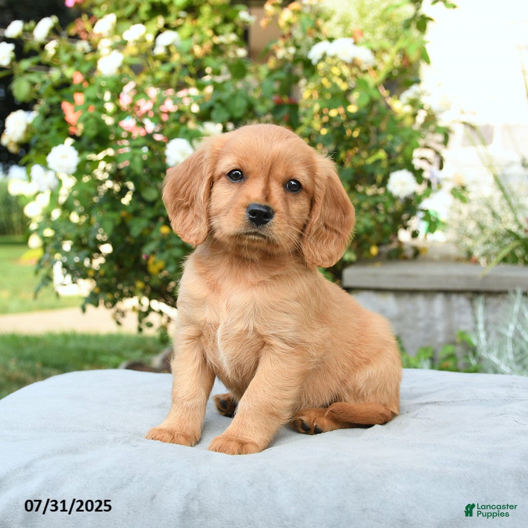 Miniature Golden Retriever dogs for sale: Sage - Image 3