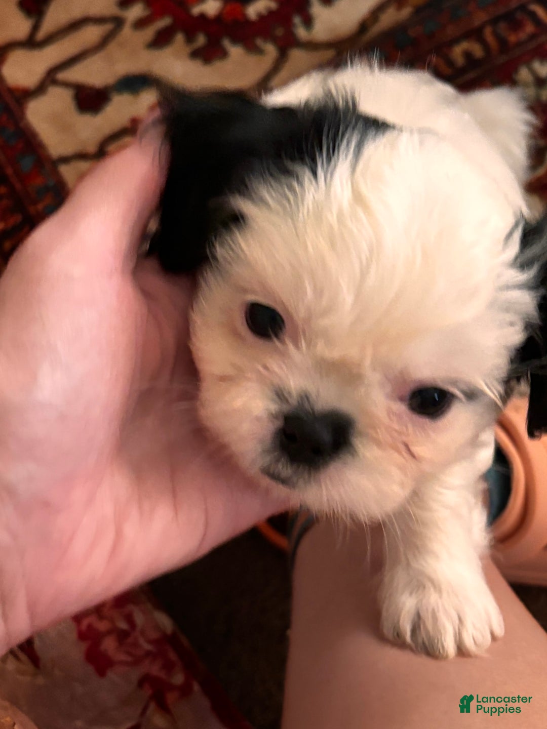 Shih Tzu dogs for sale: Ruby - Image 3