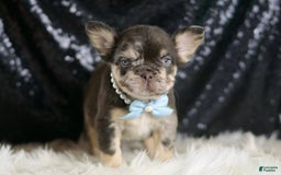 French Bulldog dogs for sale: Dexter - Image 4