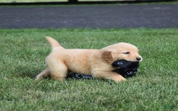 Golden Retriever dogs for sale: Golden Retriever 8 puppies - Image 2