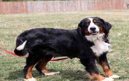 Mini Bernedoodle dogs for sale: Buddy - Image 14