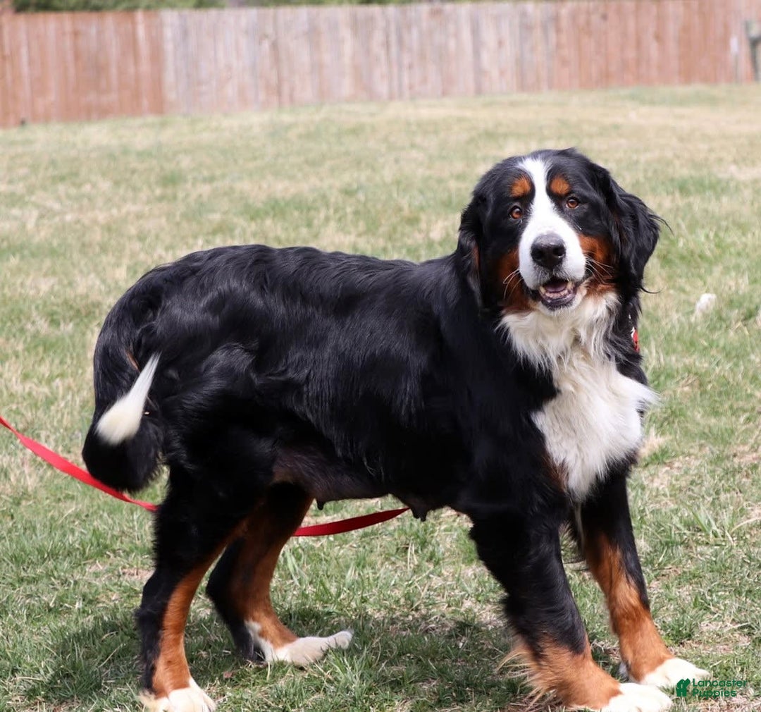 Mini Bernedoodle dogs for sale: Buddy - Image 14