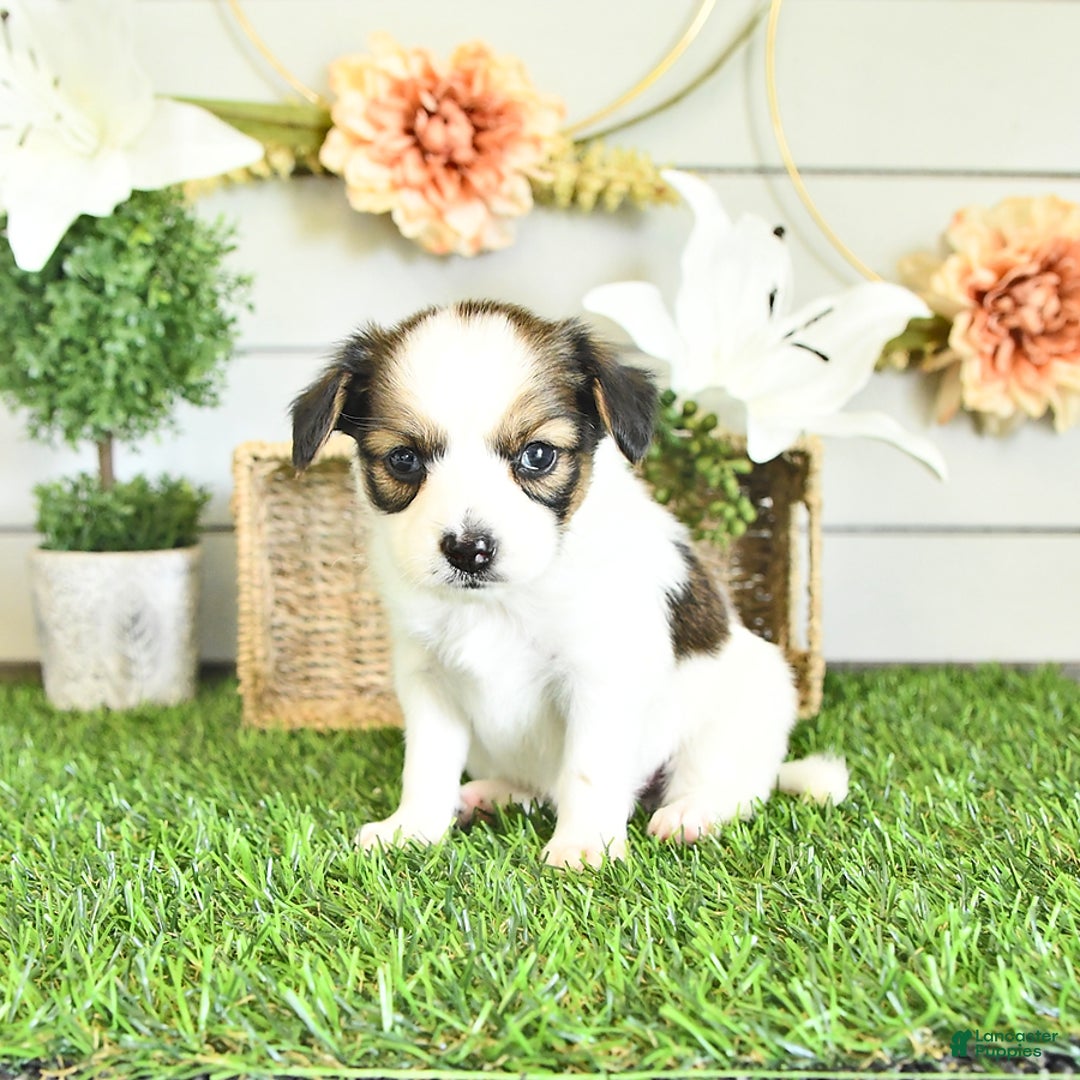 Papillon dogs for sale: Blake - Image 1