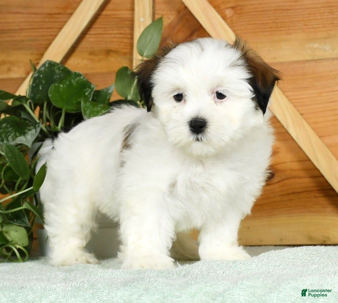 Teddy Bear dogs for sale: Wren - Image 5