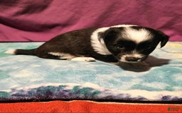 Chihuahua dogs for sale: Mani - Image 6