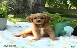 Cavapoo dogs for sale: Rover - Image 5