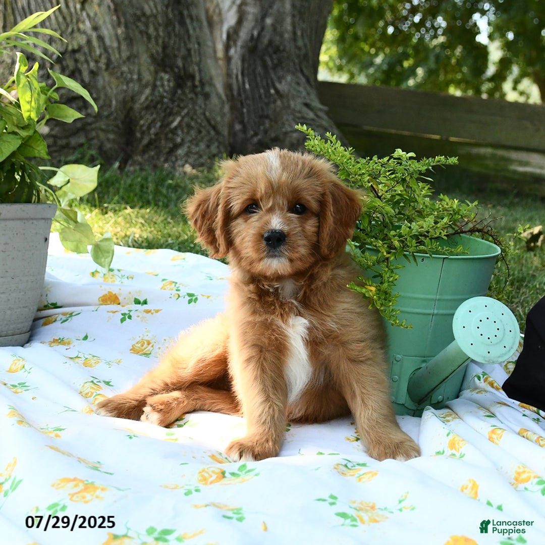 Cavapoo dogs for sale: Rover - Image 5