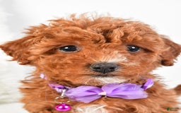 Cavapoo dogs for sale: Glory - Image 7