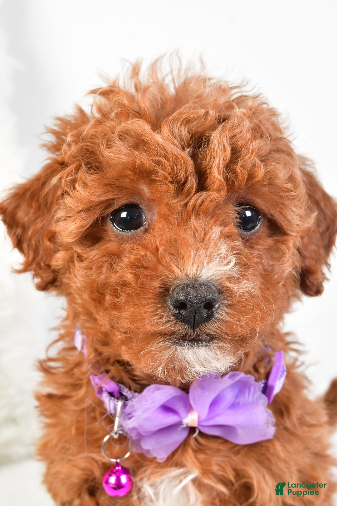 Cavapoo dogs for sale: Glory - Image 7