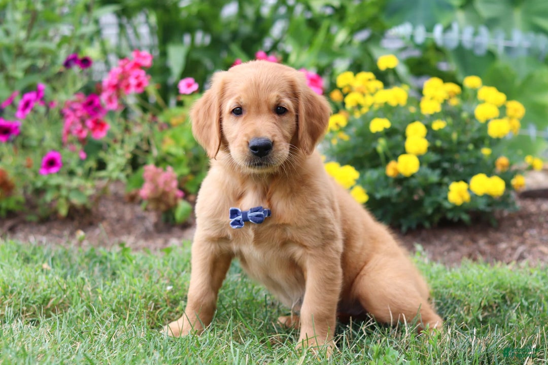 Golden Retriever dogs for sale: Anthony - Image 3