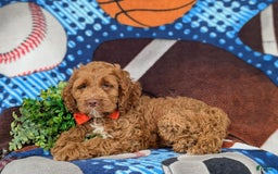 Cockapoo dogs for sale: Farlow - Image 6